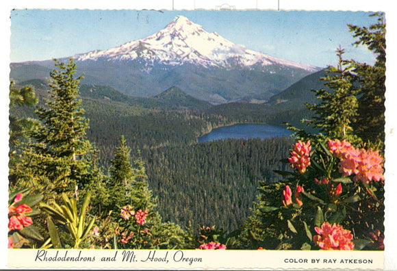 Rhododendrons and Mt. Hood, OR - Carey's Emporium