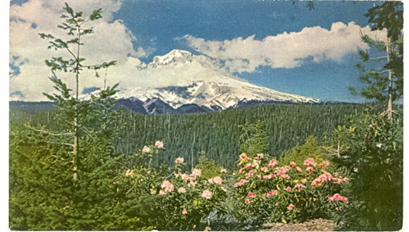 Rhododendrons and Mt. Hood, OR - Carey's Emporium