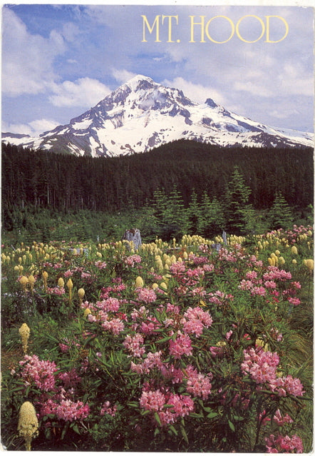 Mt. Hood From Lolo Pass, OR - Carey's Emporium