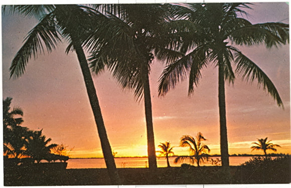 Coconut palms framed against a golden Florida sunset - Carey's Emporium