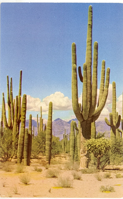 Saguaro Forest - Carey's Emporium