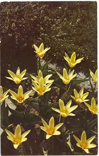 Yellow Beauty, Yello Dwarf Tulip - Carey's Emporium