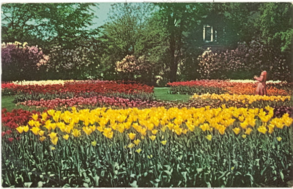 Tulips and Lilacs, Lilacia Park, Lombard, IL - Carey's Emporium