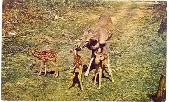 Deer Triplets, Home-Folks - Carey's Emporium