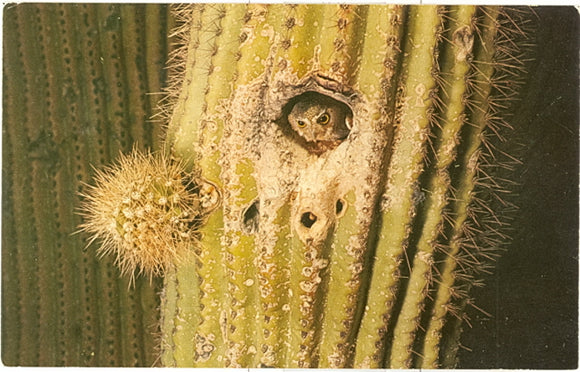 Elf Owl, Tucson, AZ - Carey's Emporium