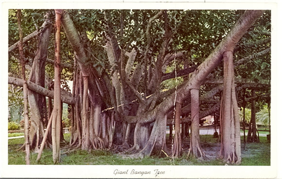 Giant Banyon Tree in Tropical Florida - Carey's Emporium