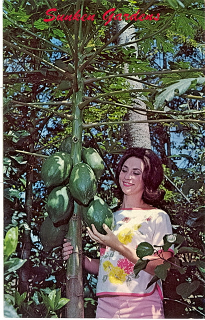 Sunken Gardens, St. Petersburg, FL - Carey's Emporium