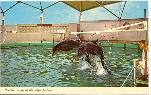 Double Jump at the Aquatarium, St. Petersburg Beach, FL - Carey's Emporium