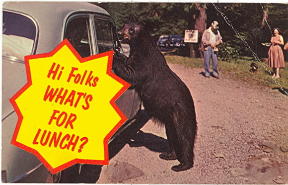 Hi Folks, What's for Lunch? Great Smoky Mountains National Park - Carey's Emporium