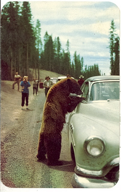 Hold-up Bear at Yellowstone National Park - Carey's Emporium