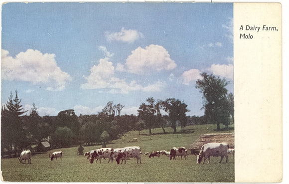 A Dairy Farm, Molo, Kenya - Carey's Emporium
