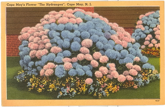 Cape May's Flower The Hydrangea, Cape May, NJ - Carey's Emporium