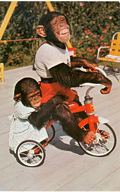 Me and My Shadow, Chimpanzees at the Monkey Jungle, 22 Miles South of Miami, FL - Carey's Emporium