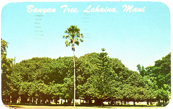 Banyan Tree, Lahaina, Maui - Carey's Emporium