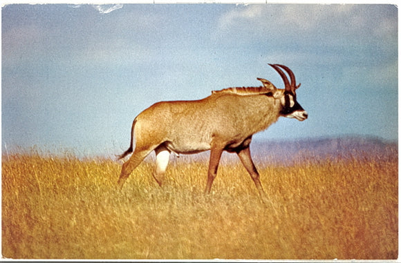 Roan, Nairobi, Kenya - Carey's Emporium