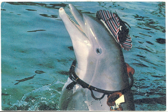 Porpoise Island, TN - Carey's Emporium