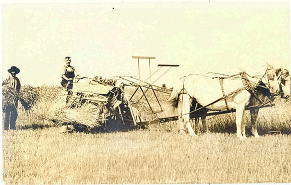 Harvesting with Team of Horses - Carey's Emporium
