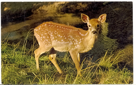 Surprised Fawn - Carey's Emporium