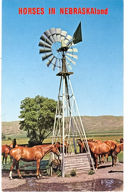 Horses in Nebraskaland - Carey's Emporium