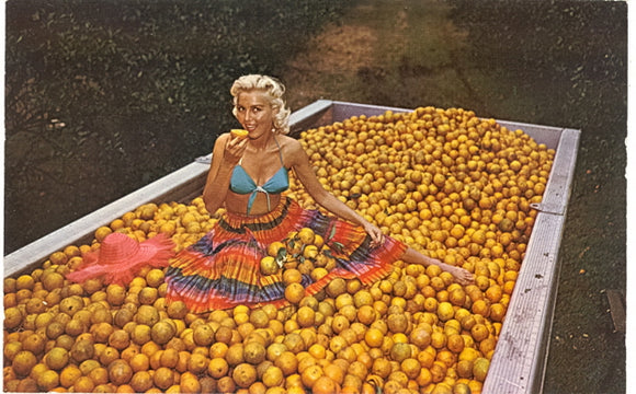 Delicious! Orange Harvest Time in Florida - Carey's Emporium