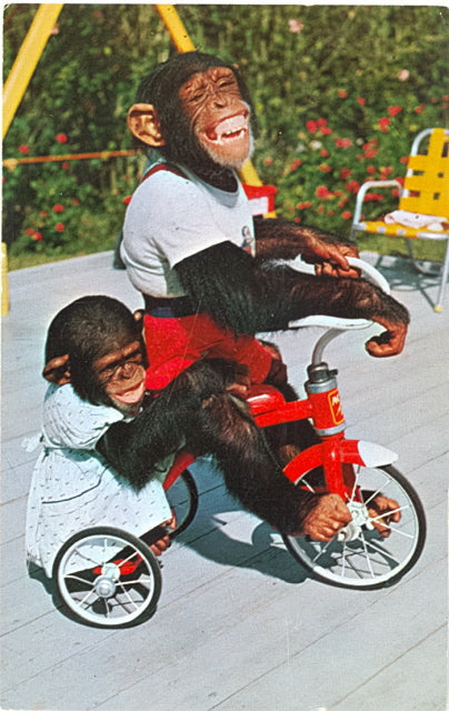 Me and My Shadow, Chimpanzees at the Monkey Jungle, 22 Miles South of Miami, FL - Carey's Emporium
