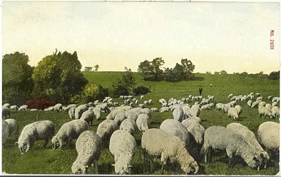 Sheep - Carey's Emporium