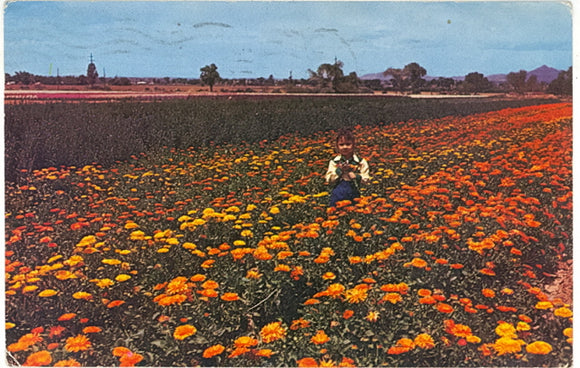 South Mountain Flower Gardens, Phoenix, AZ - Carey's Emporium