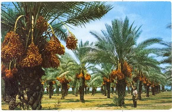 Hi Jolly of Arizona, Mesa, AZ - Carey's Emporium