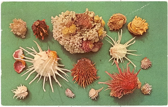 Shells of Florida and the Gulf of Mexico - Carey's Emporium