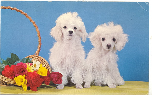 Two Dogs - Carey's Emporium