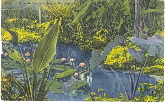 Oriental Lilies in Sarasota Jungle Gardens, Sarasota, FL - Carey's Emporium