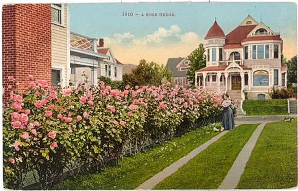 A Rose Hedge - Carey's Emporium