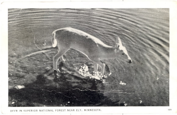 Deer in Superior National Forest near Ely, MN - Carey's Emporium