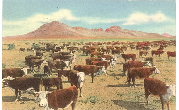 Round-Up Time on the Range, White Face Herefords - Carey's Emporium