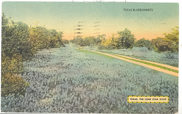 Texas Bluebonnets, Texas, the Lone Star State - Carey's Emporium