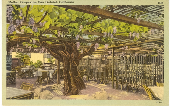 Mother Grapevine, San Gabriel, CA - Carey's Emporium