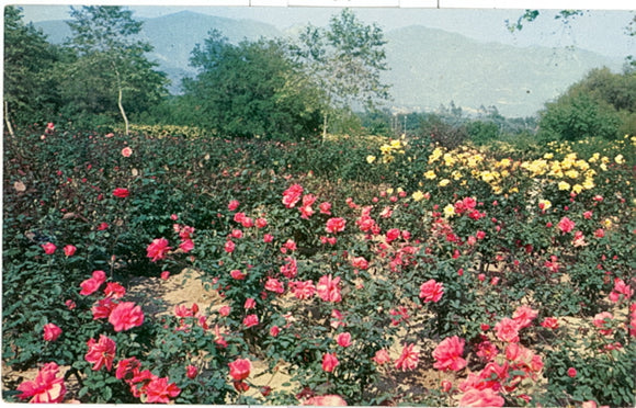 Descanso Gardens, La Canada, CA - Carey's Emporium