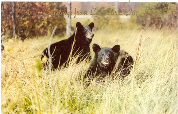Greetings from Lake Zurich, IL - Carey's Emporium