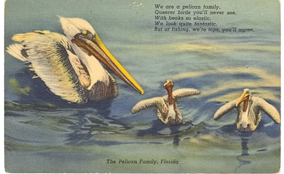 The Pelican Family, Florida - Carey's Emporium