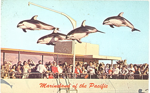High-Flying Dolphins, Marineland of the Pacific, CA - Carey's Emporium