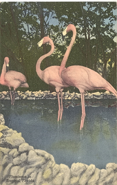 Florida Wild Animal Ranch Flamingos, St. Petersburg, FL - Carey's Emporium