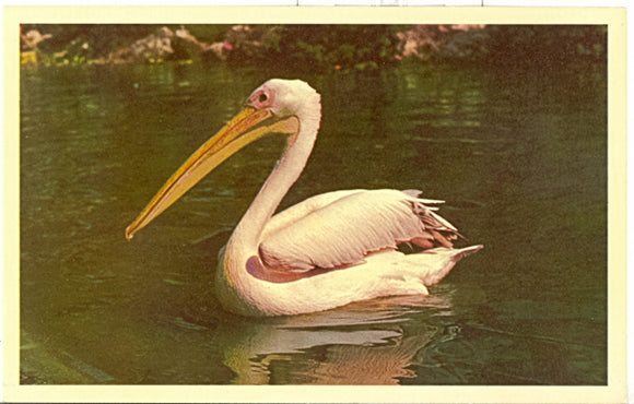 Busch Gardens Pelican Pete, Tampa, FL - Carey's Emporium