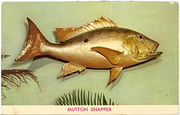 Mutton Snapper - Carey's Emporium