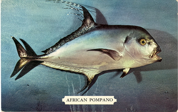 African Pompano - Carey's Emporium