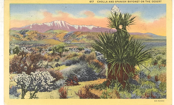 Cholla and Spanish Bayonet on the Desert - Carey's Emporium