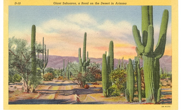 Giant Sahuaros, A Road on the Desert in Arizona - Carey's Emporium