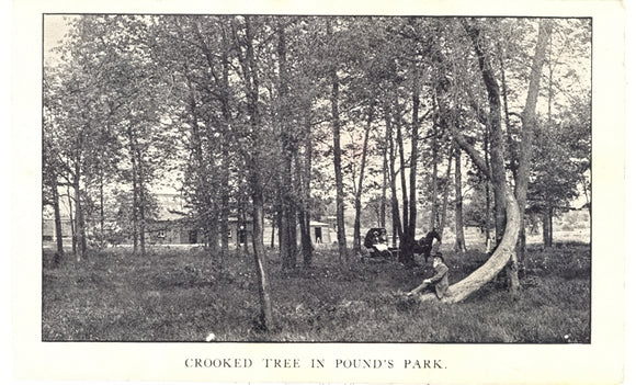 Crooked Tree in Pound's Park, Chippewa Falls, WI - Carey's Emporium