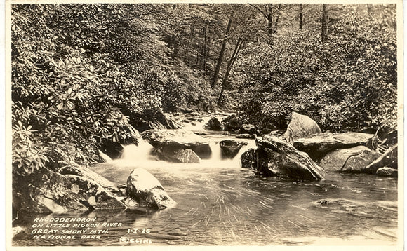 Rhododendron on Little Pigeon River, Great Smoky Mtn. National Park - Carey's Emporium