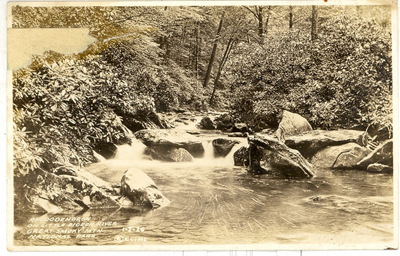 Rhododendron on Little Pigeon River, Great Smoky Mtn. National Park - Carey's Emporium