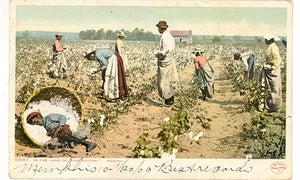 In the Land of King Cotton - Carey's Emporium